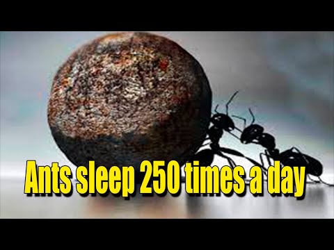 Sleepy Superheroes: Discover How Ants Nap 250 Times a Day! 🛌 | Amazing Nature Facts