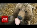 Meet Mansur Man S Bear Friend BBC News