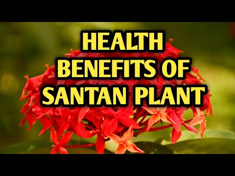HEALTH BENEFITS OF SANTAN PLANT (Ixora coccinea) | MEDICINAL USES OF SANTAN PLANT.