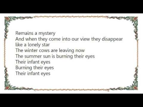 The Winter Cows video thumbnail