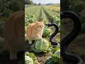 Orange Cat Bitten By Snake Usa Usa Snakebite Orangecat Animaldrama