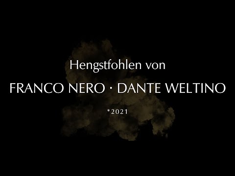 Hengstfohlen von Franco Nero - Dante Weltino - Freiherr