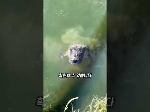 물 속을 볼 수 있는 이유