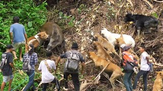 Download lagu Perburuan Babi Liar Terbaik 2024 || Best Moment Wild Boar Hunting || mp3