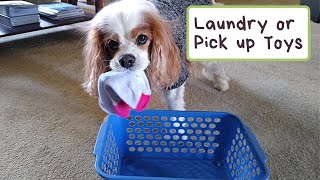 Teach a Dog to Do the Laundry Video | Teach Your Dog to Put His Toys Away