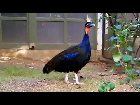 Congo peafowl Afropavo congensis