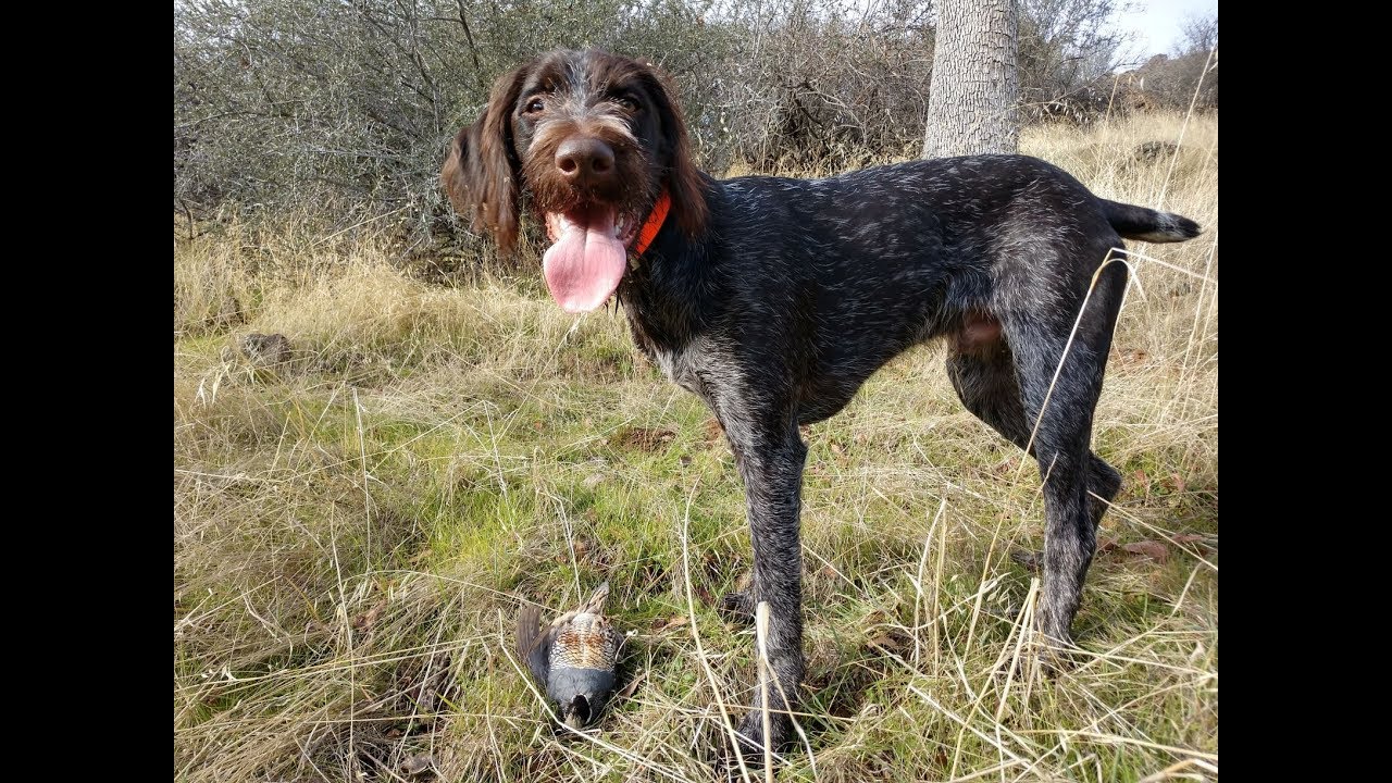 Exposure & Development of Cesky Fousek Puppy for Hunting