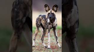 Download lagu African wild dog sound mp3