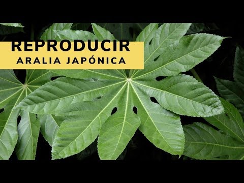 , title : 'Reproducir Aralia japónica - Bricomanía - Jardinatis'