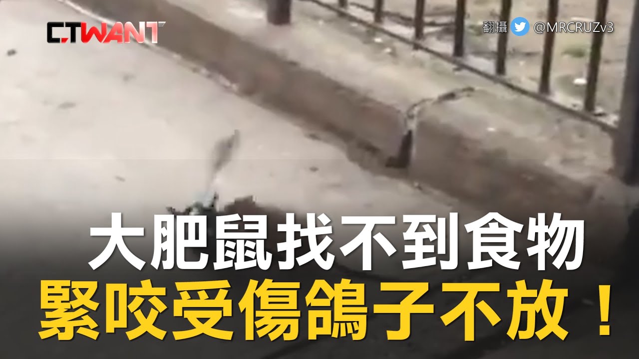圖說-CTWANT 即時新聞》大肥鼠找不到食物「緊咬受傷鴿子不放」！路人全看傻　糾纏畫面曝光