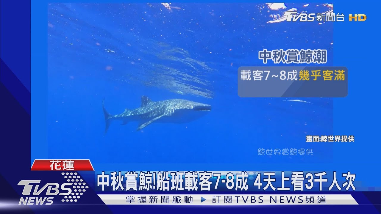大「鯨」喜!保育類鯨鯊現身 遊客手機猛拍