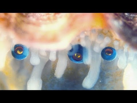 The scallops seem to have the most bizarre visual system of all the animals has up to 200 eyes.
