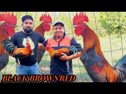 Black Brownred Asil Grey Kelso Lacy Roundhead Sweater - Criadero Welders Para Show Beautiful Birds