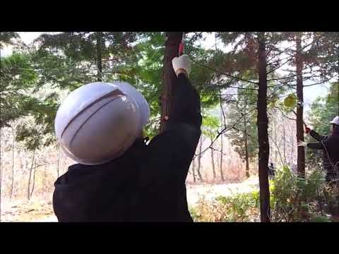 Japanese Cypress Pruning Experience