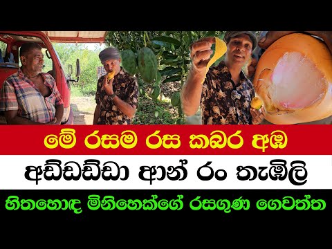 Thin Flesh, Honey Taste Mango | Nothing Missing in This Home Garden