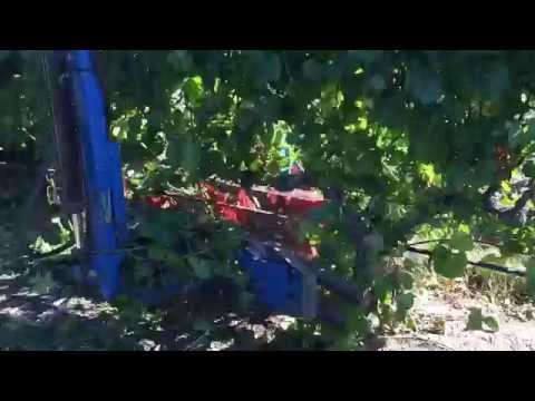 Blueline Sucker Remover