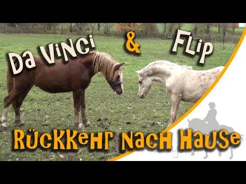 Da Vinci & Quickstep come home and meet Flip