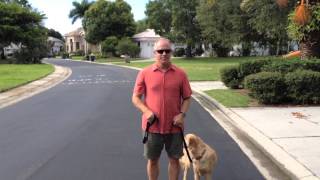 Stop Leash Pulling - Golden Retriever Dog Training