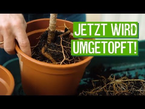 , title : 'Zimmerpflanzen richtig umtopfen - Der Grüne Tipp kompakt'