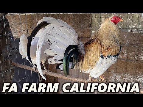 CALIFORNIA !! Beautiful Birds Grey McRae Miner Blue Kelso FA FARM