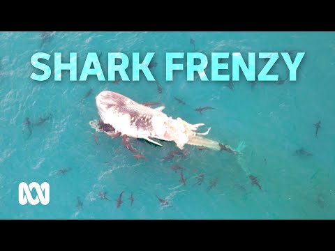 Shark feeding frenzy off Australian coast Animals ABC Australia