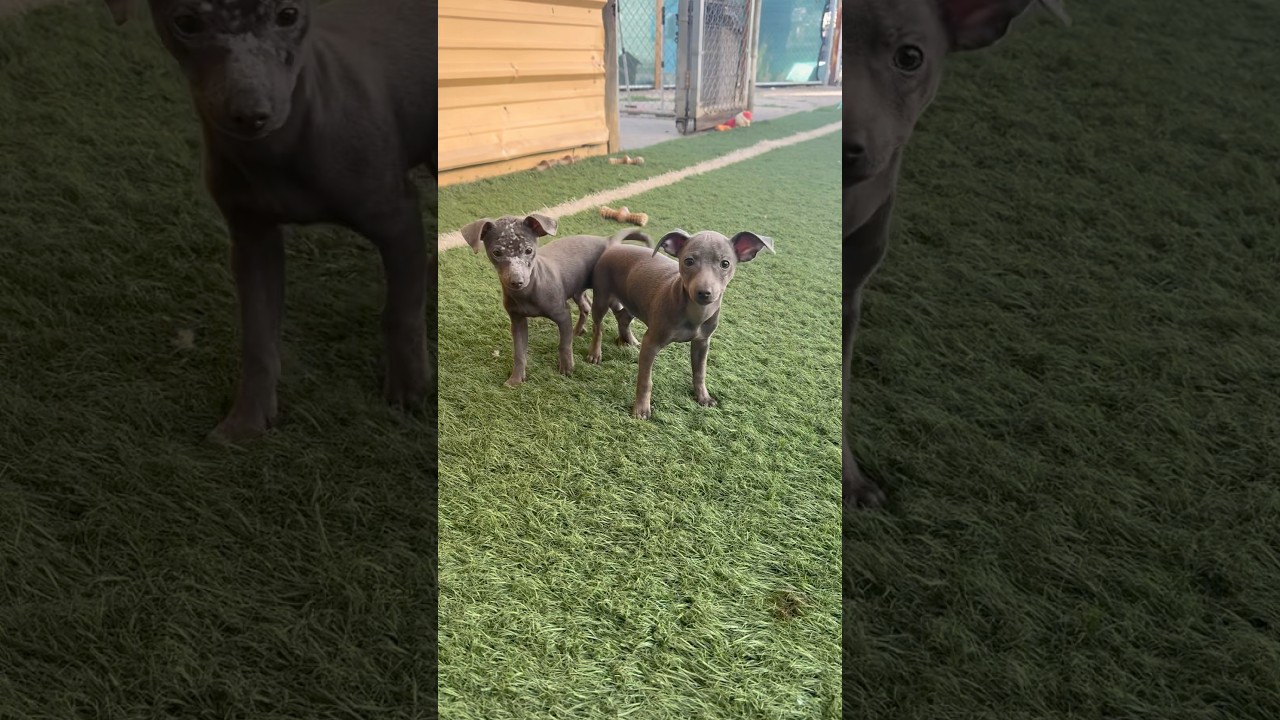 Enlarge Angus, an adopted mixed breed in PHOENIX, AZ video 2/6