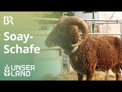, title : 'Soay-Schafe: Landschaftspfleger aus der Steinzeit | Unser Land | BR Fernsehen'