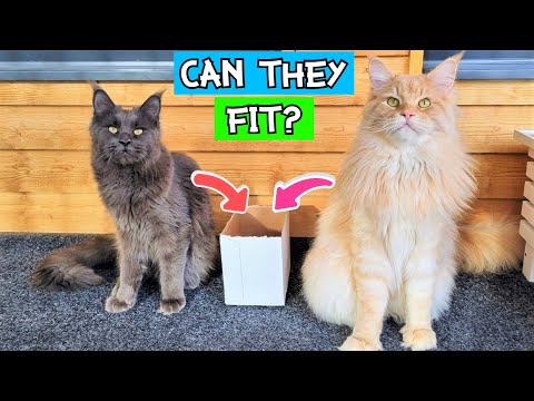 Maine Coon Cats - How Small Box Can They Fit In?