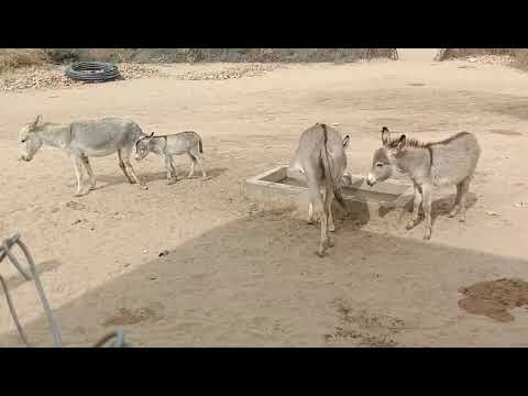 The Ultimate Resource for Desert Donkey Enthusiasts: Care and Management