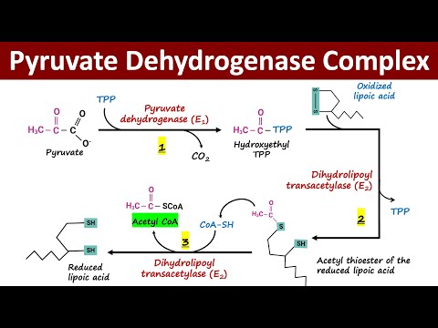 What is Pyruvate Dehydrogenase Complex (PDH Complex)? | Oxidative Decarboxylation of Pyruvate