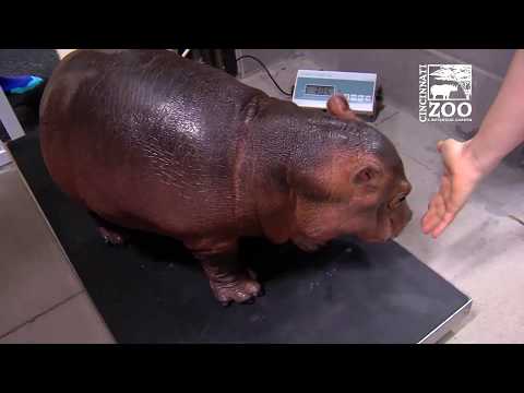 download lagu mp3 mp4 Little Hippo, download lagu Little Hippo gratis, unduh video klip Little Hippo