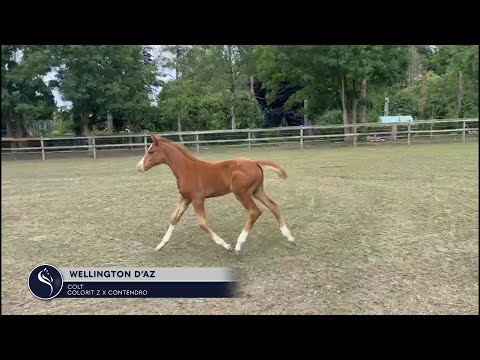Wellington D'Az (Colorit Z x Contendro) - colt