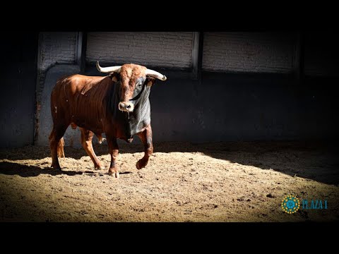 SORTEO | Novillada 28 agosto, Ribera de Campocerrado