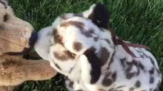 Webkinz Music Video - CRUISIN - Colbie Caillat