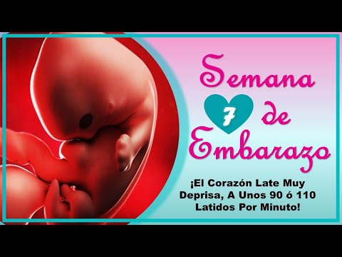 ❤️ SEMANA 7 DE EMBARAZO🤰 ❤️ ⏩  EMBARAZO SEMANA A SEMANA ⏩ Desarrollo y Evolucion del Bebe 👶🏻