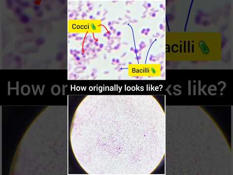 How Cocci🦠 & Bacilli🦠 originally looks like?🤔 Bacteria Based on shape #mbbs #neet #shorts