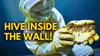 Saving Wild Bees from Inside This Wall (Bee Cutout Rescue!)