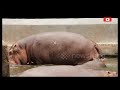 Hippo ki Hypocrisy | Hippo farts compilation 🏃💨 #hippo