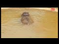 Hippo Ki Hypocrisy | Hippo Farts Compilation 🏃💨 #hippo