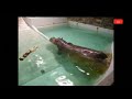Hippo Ki Hypocrisy | Hippo Farts Compilation 🏃💨 #hippo