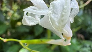 2025 8 06 百花丰彩 +26 #台北植物園