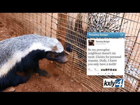Johannesburg Zoo: Tweeting Badger