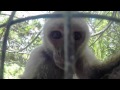 A Monkey Playing With My GoPro At The Zoo P