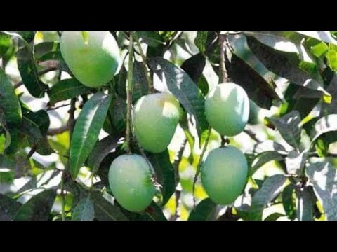 download lagu mp3 mp4 Ratnagiri Hapus, download lagu Ratnagiri Hapus gratis, unduh video klip Ratnagiri Hapus