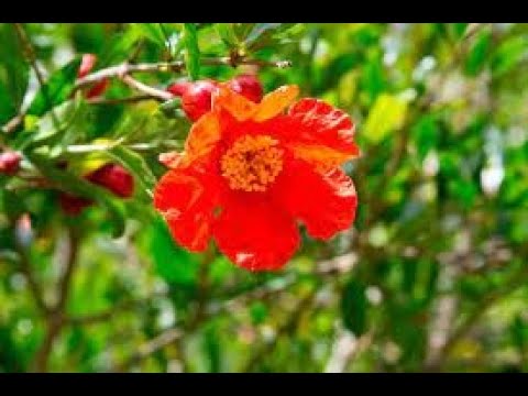 Peraj Harimon - Danza Circular