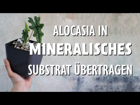Alocasia in mineralisches Substrat übertragen - Häufige Probleme & richtige Pflege