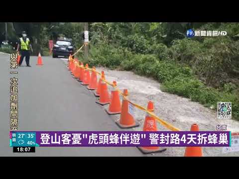 比2顆籃球大! 關子嶺驚見巨型虎頭蜂窩