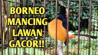 Download lagu MURAI BORNEO EMOSI NYARI LAWAN ,,AMPUH BIKIN MURAI LAIN TRPANCING GACOR mp3 Download lagu MURAI BORNEO EMOSI NYARI LAWAN ,,AMPUH BIKIN MURAI LAIN TRPANCING GACOR mp3