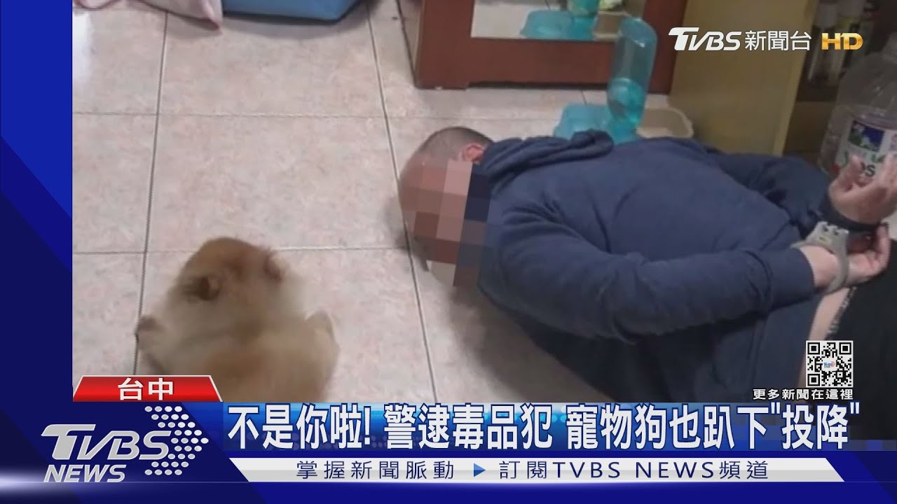 不是你啦!警逮毒品犯 寵物狗也趴下「投降」