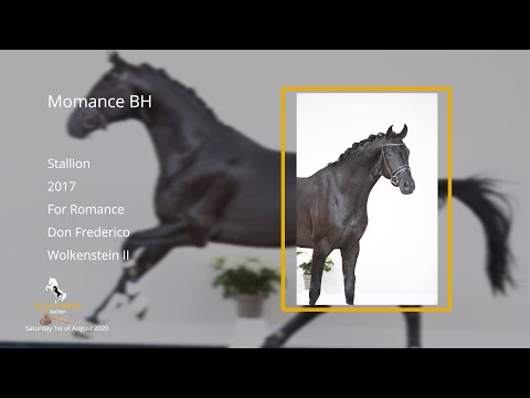 Momance BH (For Romance I x Don Frederico x Wolkenstein II) stallion, 2017